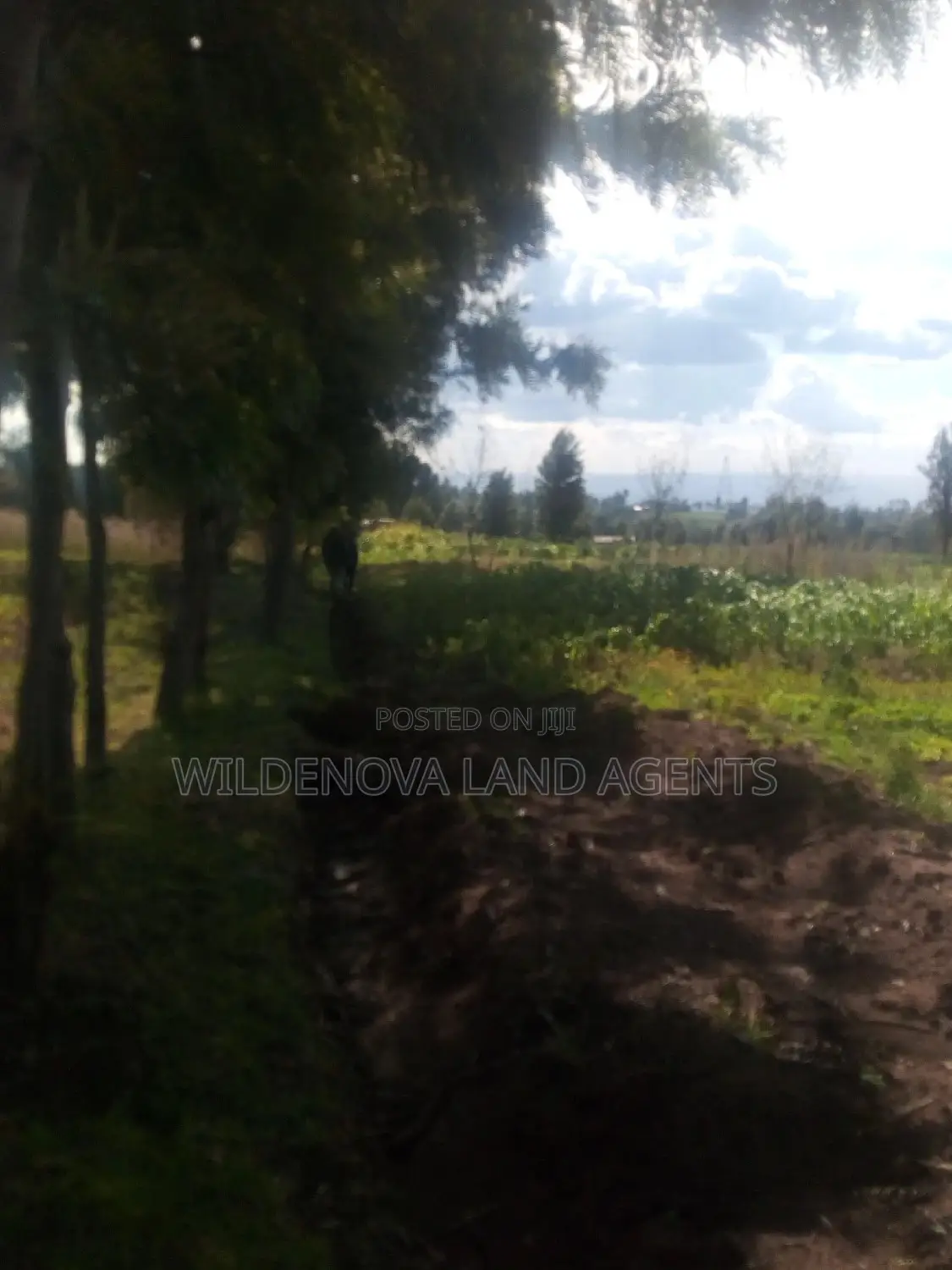 Land on Sale at Kinungi Naivasha Tourching Nairobi Nakuru Rd