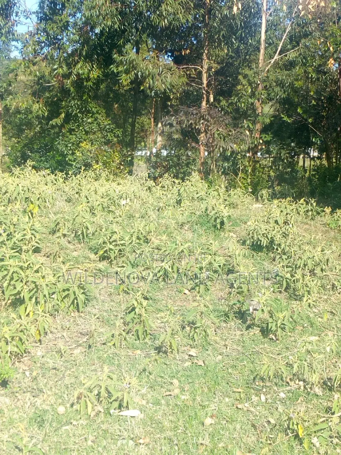 Land on Sale at Kinungi Naivasha Tourching Nairobi Nakuru Rd
