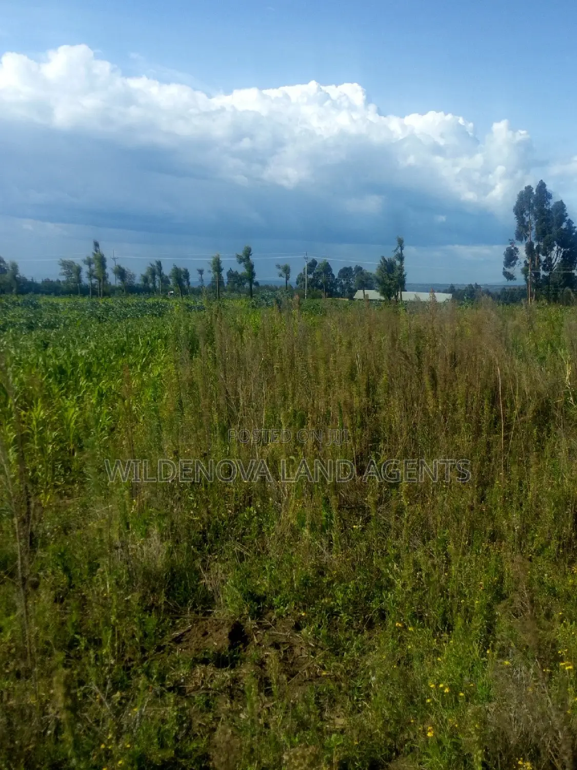 Land on Sale at Kinungi Naivasha Tourching Nairobi Nakuru Rd
