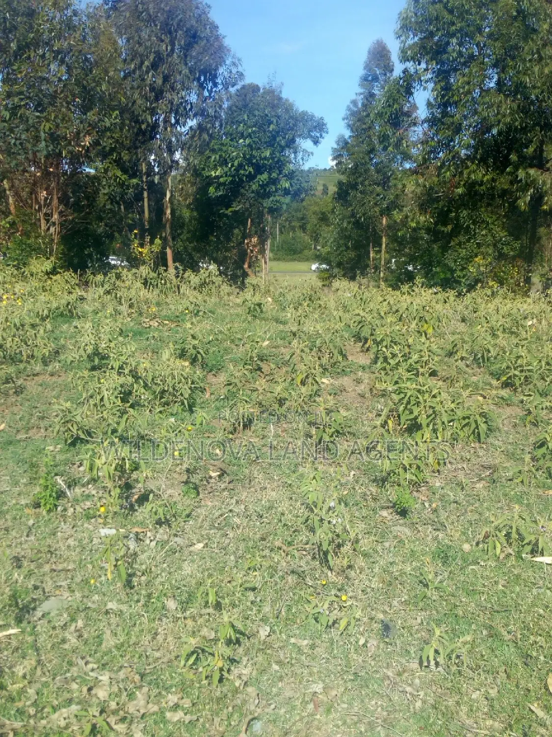 Land on Sale at Kinungi Naivasha Tourching Nairobi Nakuru Rd