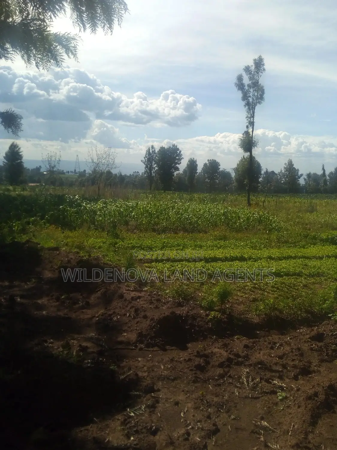 Land on Sale at Kinungi Naivasha Tourching Nairobi Nakuru Rd