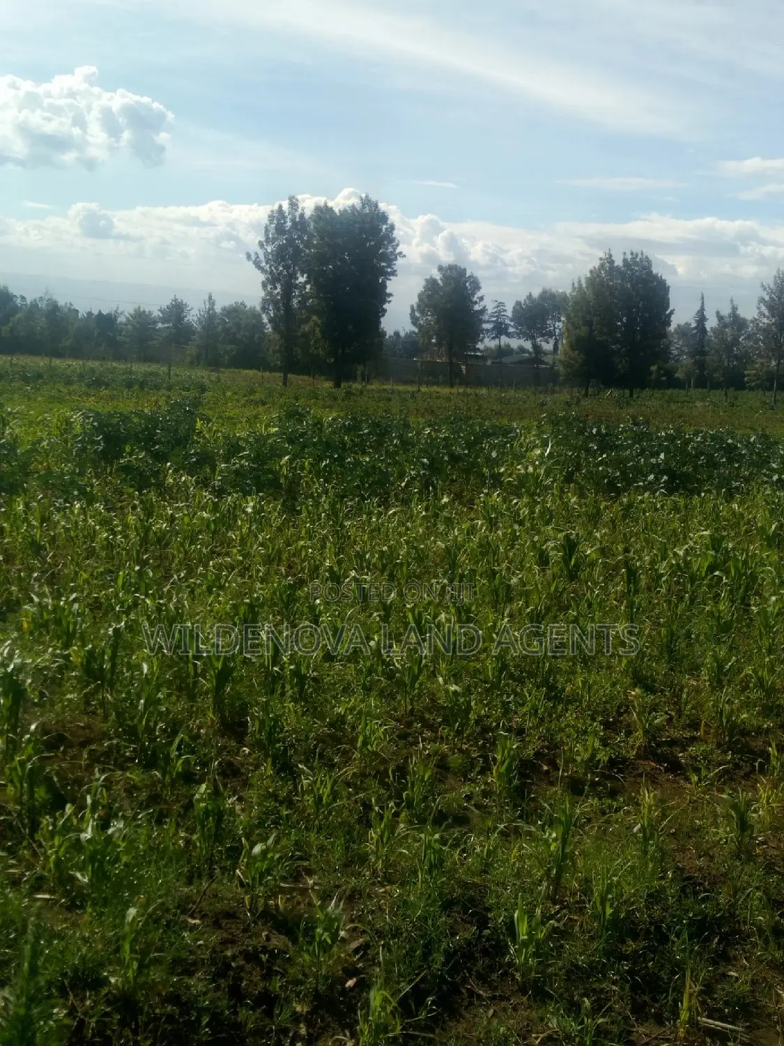 Land on Sale at Kinungi Naivasha Tourching Nairobi Nakuru Rd