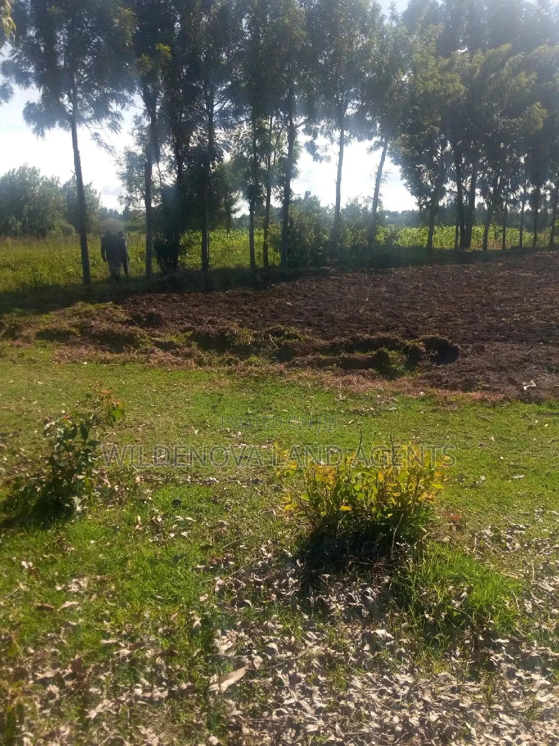 Land on Sale at Kinungi Naivasha Tourching Nairobi Nakuru Rd