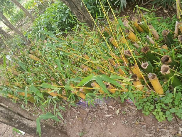 Bamboo Seedlings - main view