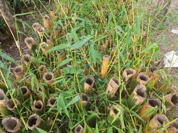 Bamboo Seedlings - thumbnail 3