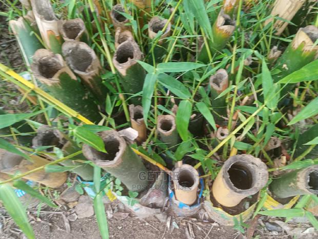 Bamboo Seedlings - thumbnail 4