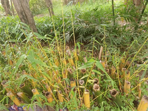 Bamboo Seedlings - thumbnail 2