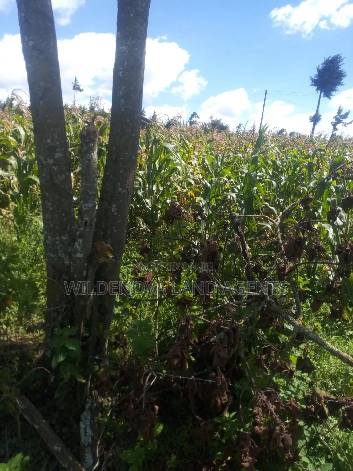 2 Acres on Sale at Flyover Kinangop