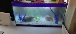 Fish Pet Aquarium