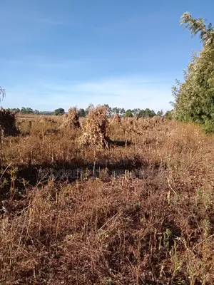 One Acre Marura Ideal for Residential