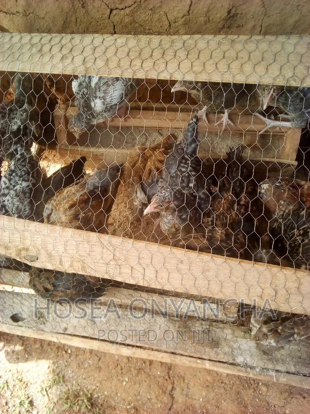 Chicken for Sell - thumbnail 3