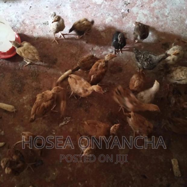 Chicken for Sell - thumbnail 4