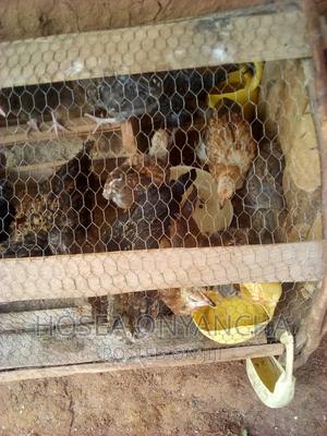 Chicken for Sell - thumbnail 2