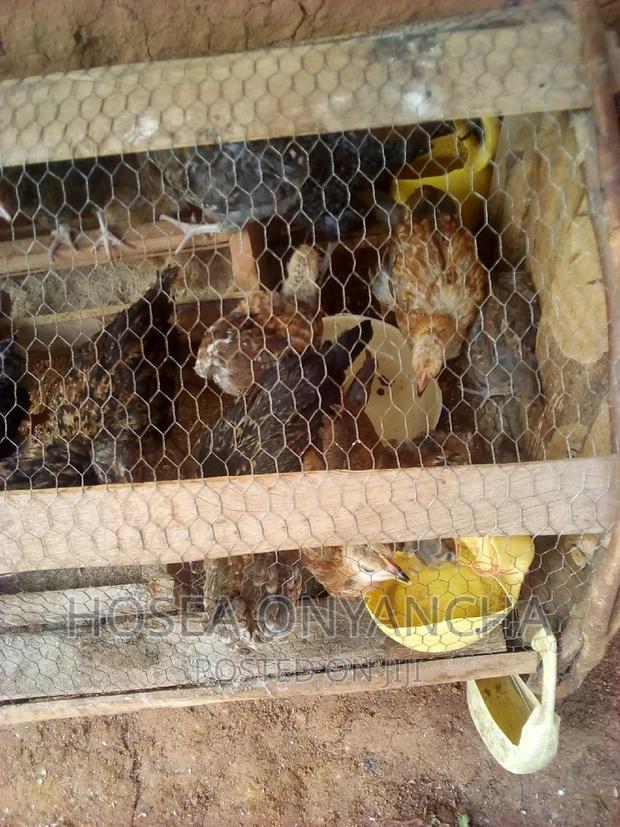 Chicken for Sell - main view