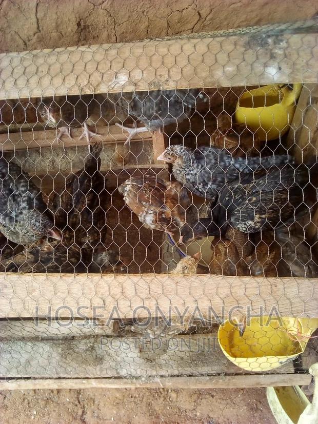 Chicken for Sell - thumbnail 5