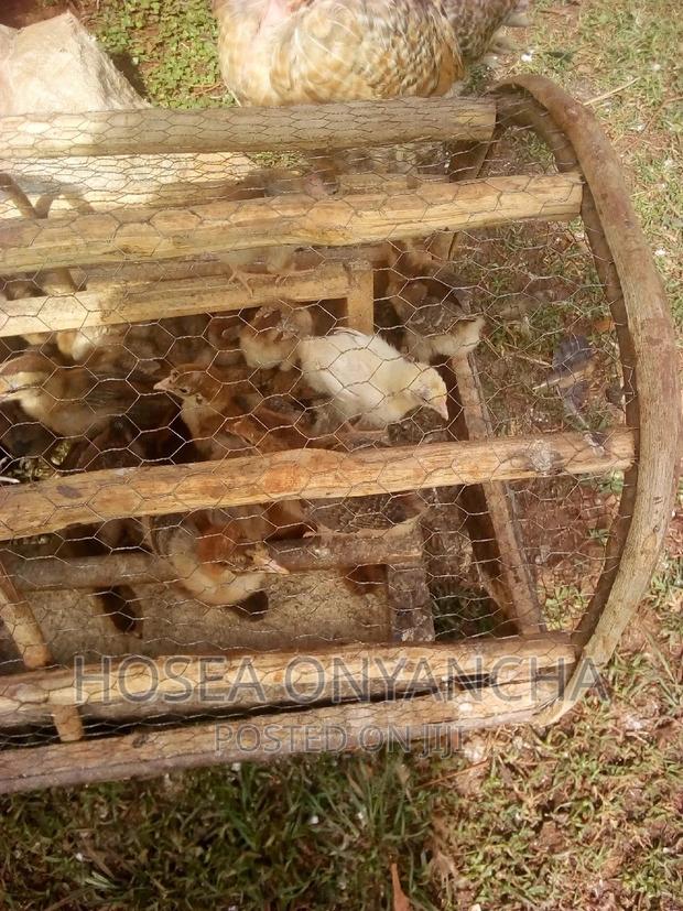 Chicken for Sell - thumbnail 6