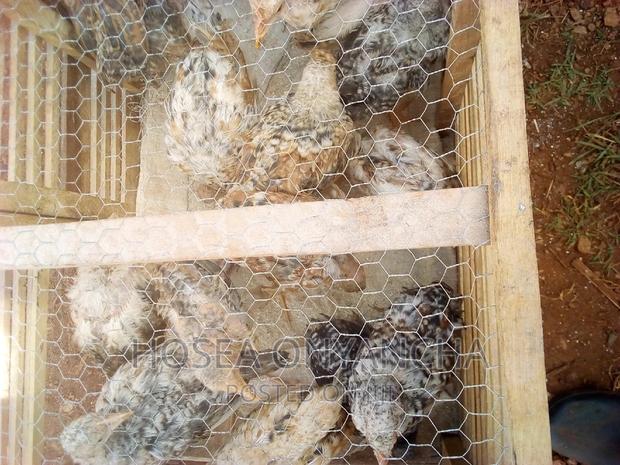 Chicken for Sell - thumbnail 7