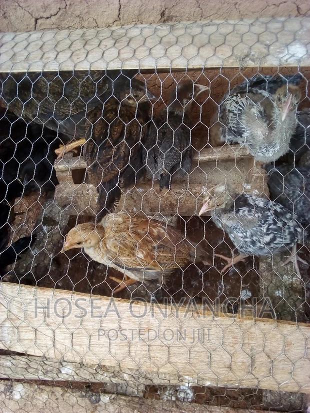 Chicken for Sell - thumbnail 8