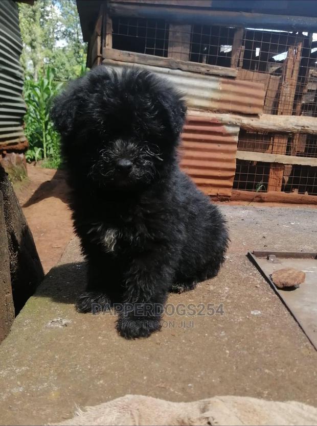 1-3 Months Female Purebred Maltese