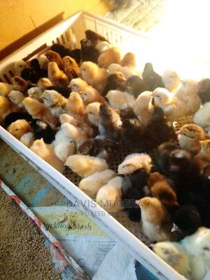 Day Old Improved Kienyeji Chicks - thumbnail 2