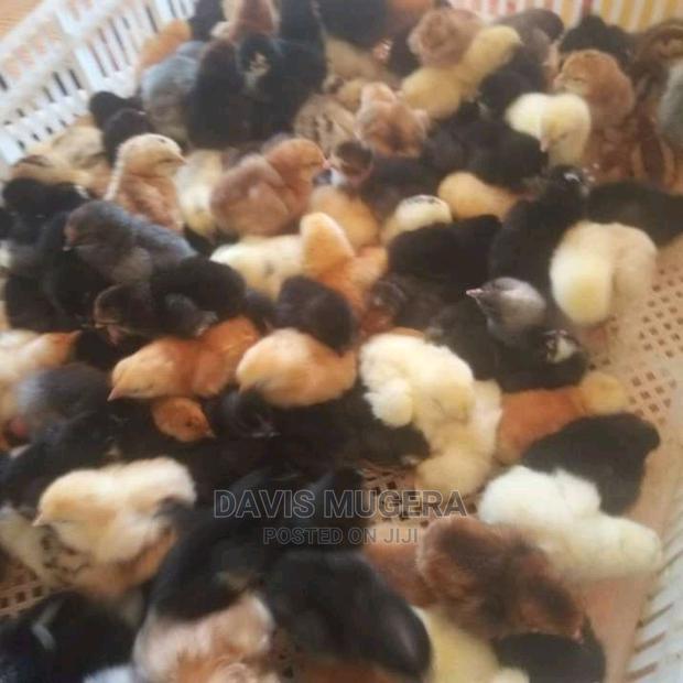 Day Old Improved Kienyeji Chicks - thumbnail 3