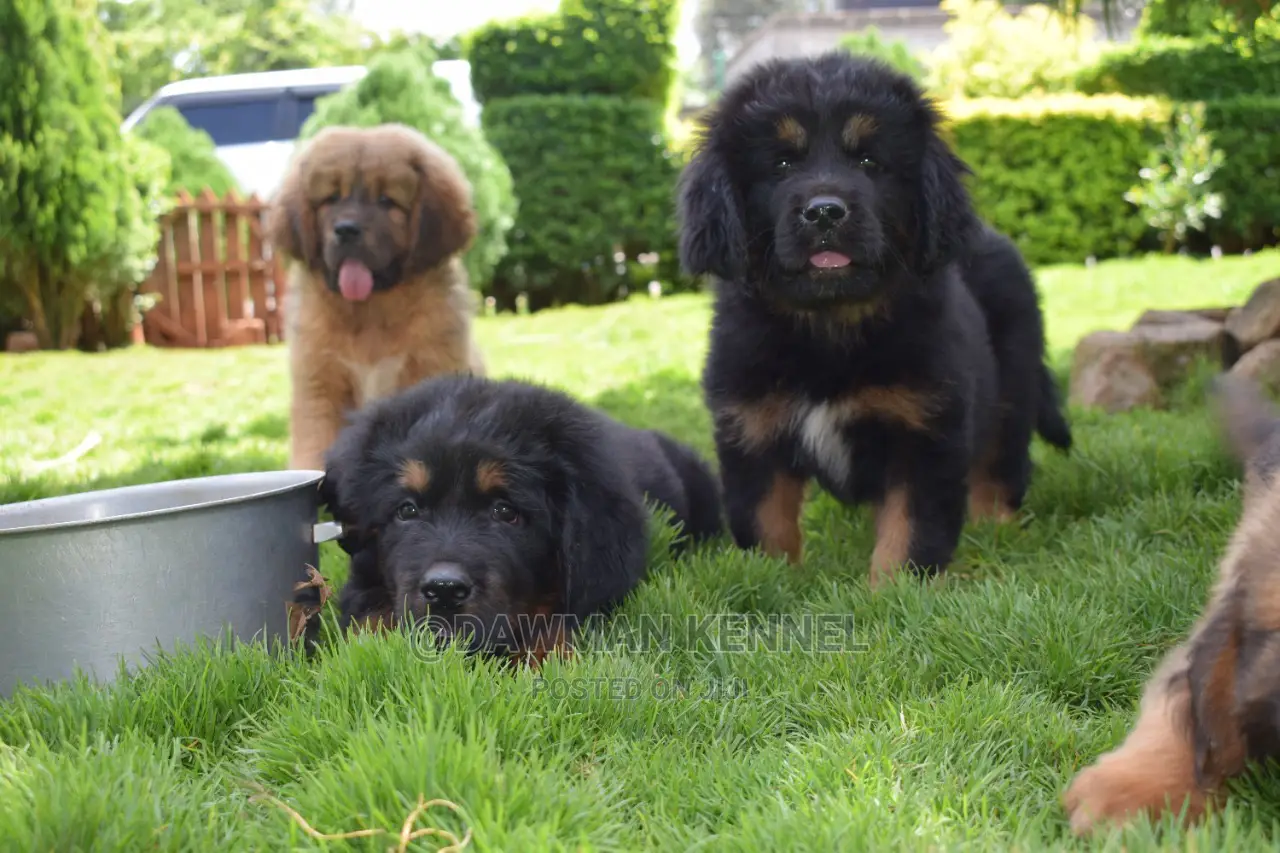 1-3 Month Male Purebred Tibetan Mastiff