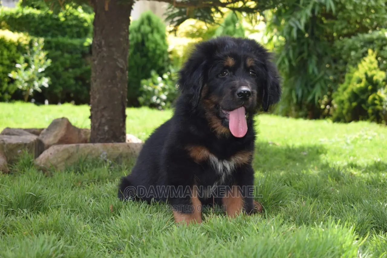 1-3 Month Male Purebred Tibetan Mastiff