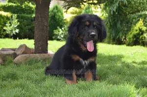 1-3 Month Male Purebred Tibetan Mastiff