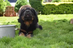 1-3 Month Male Purebred Tibetan Mastiff