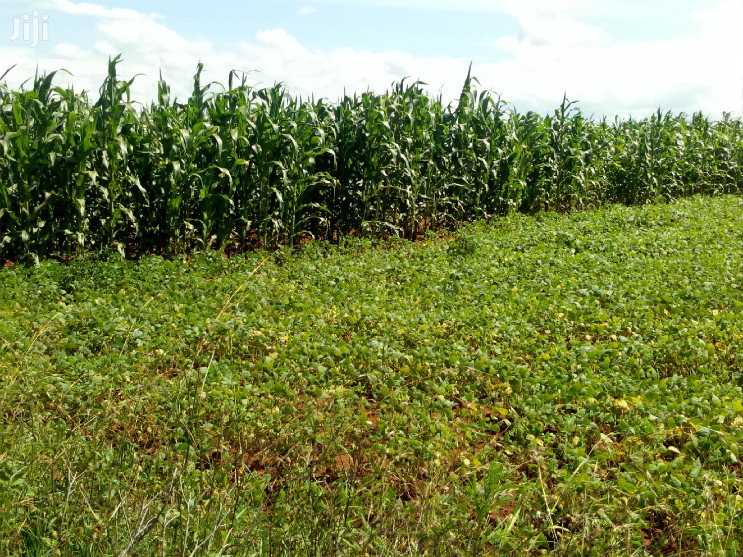 Land in Rumuruti Ndurumo for Sale in Rumuruti Township Land & Plots