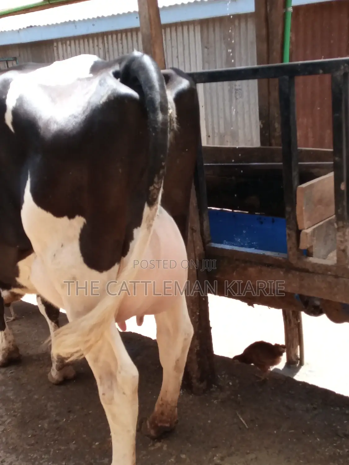 Pedigree Friesian Dairy Cow