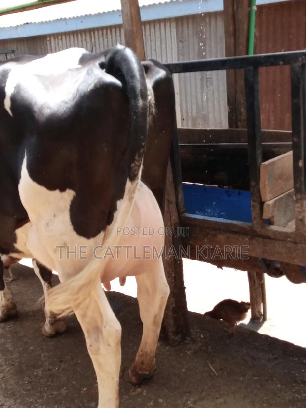 Pedigree Friesian Dairy Cow - thumbnail 6