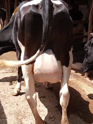 Pedigree Friesian Dairy Cow - thumbnail 2