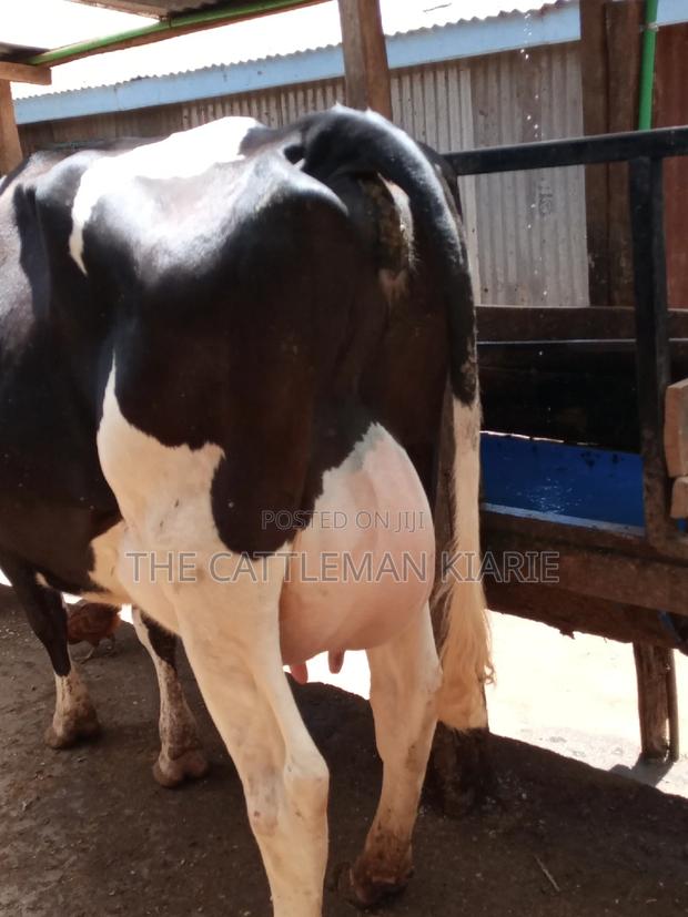 Pedigree Friesian Dairy Cow - thumbnail 3
