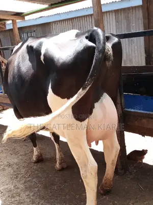 Pedigree Friesian Dairy Cow