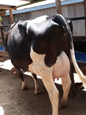 Pedigree Friesian Dairy Cow