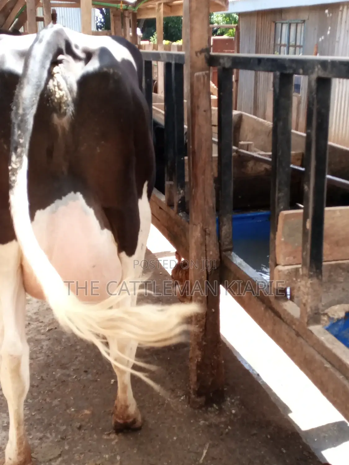 Pedigree Friesian Dairy Cow