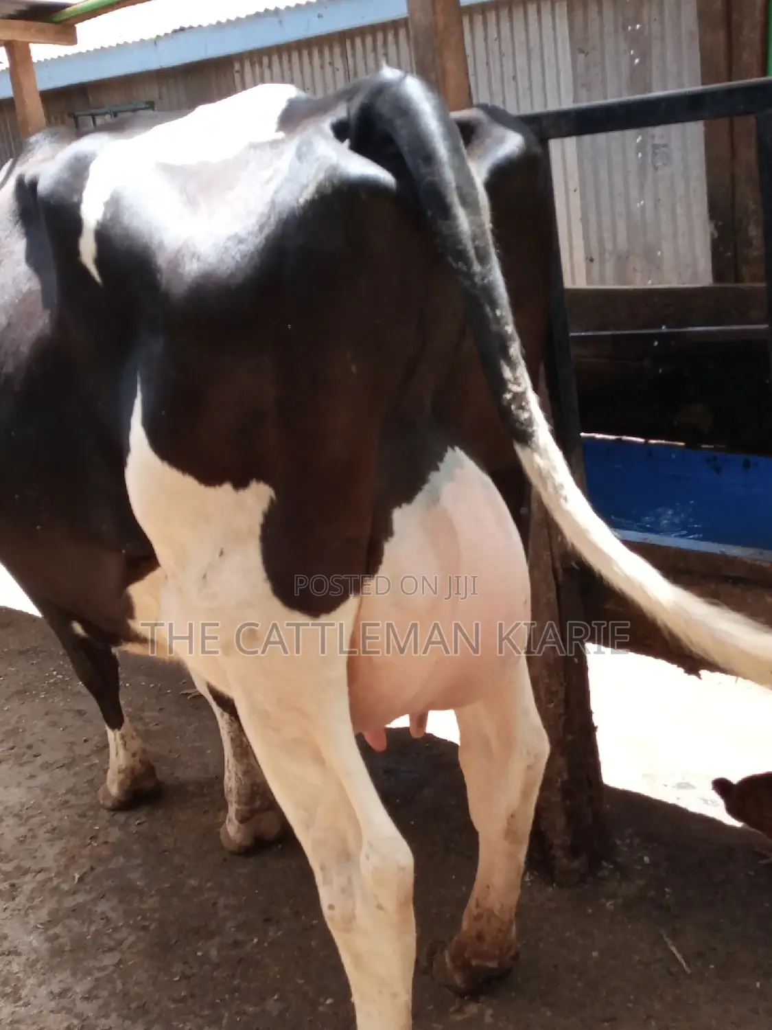 Pedigree Friesian Dairy Cow