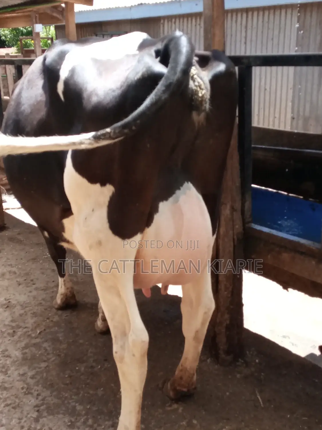 Pedigree Friesian Dairy Cow