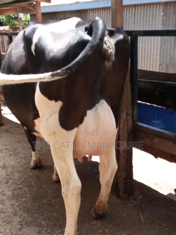 Pedigree Friesian Dairy Cow - thumbnail 8