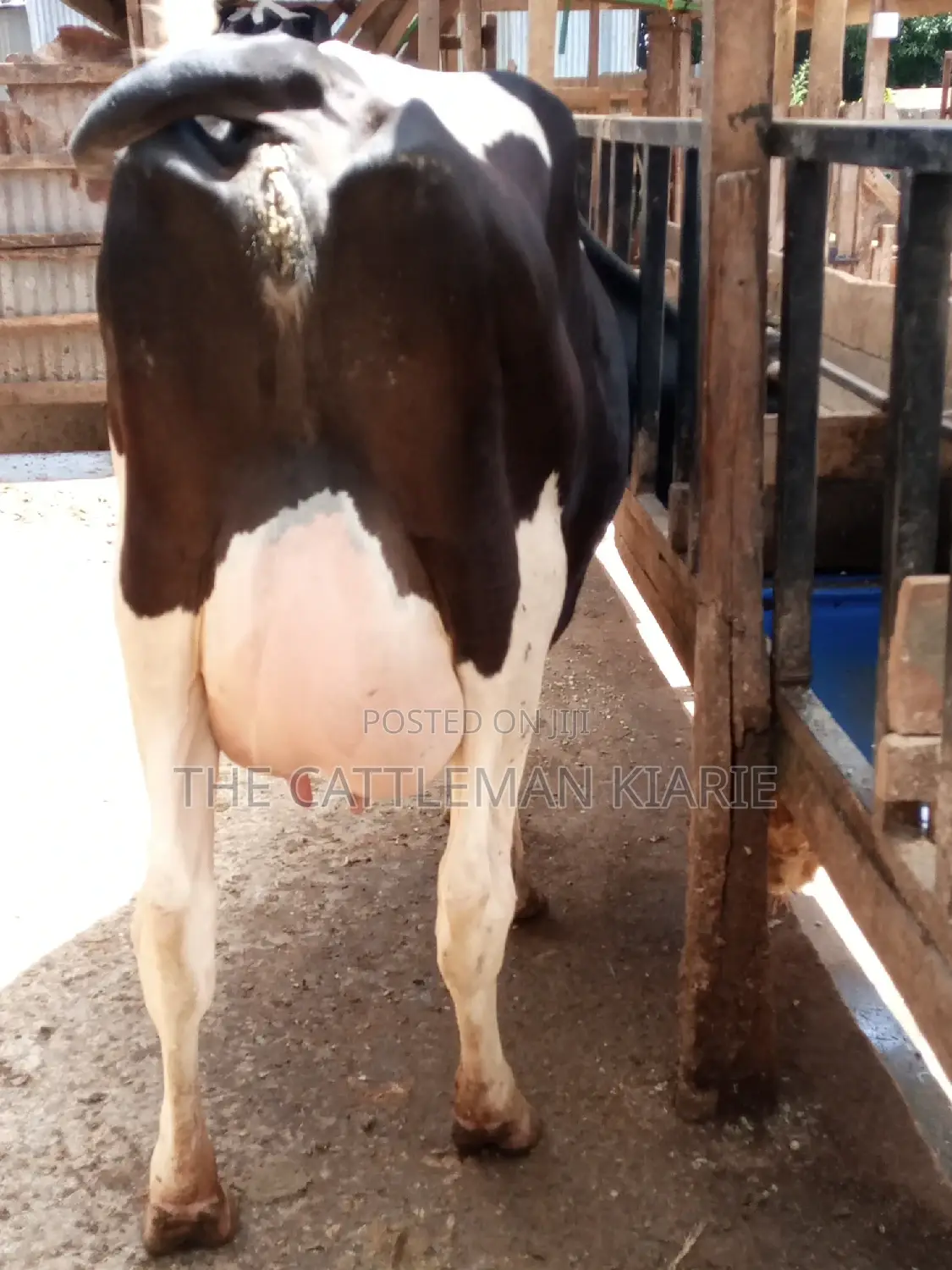 Pedigree Friesian Dairy Cow