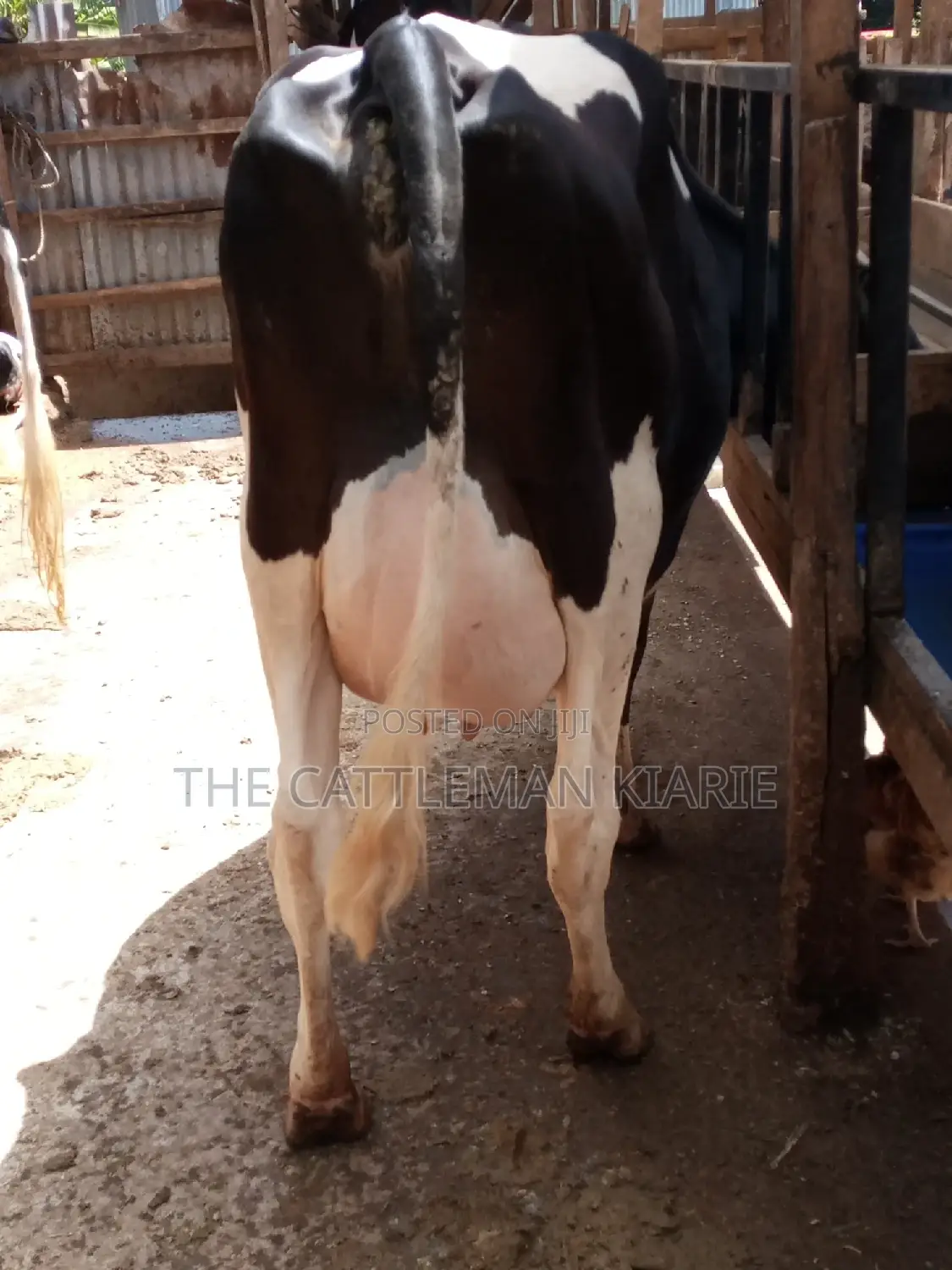 Pedigree Friesian Dairy Cow