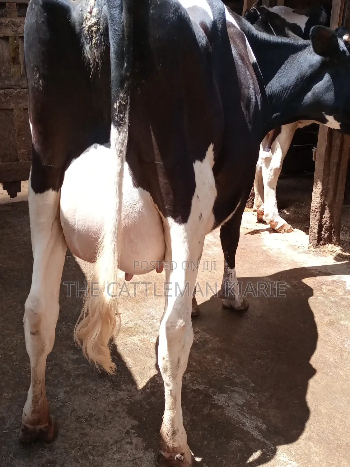 Pedigree Friesian Dairy Cow