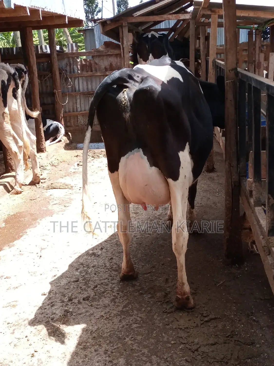 Pedigree Friesian Dairy Cow