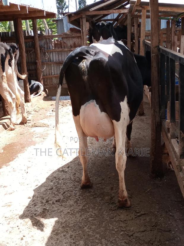 Pedigree Friesian Dairy Cow - thumbnail 13