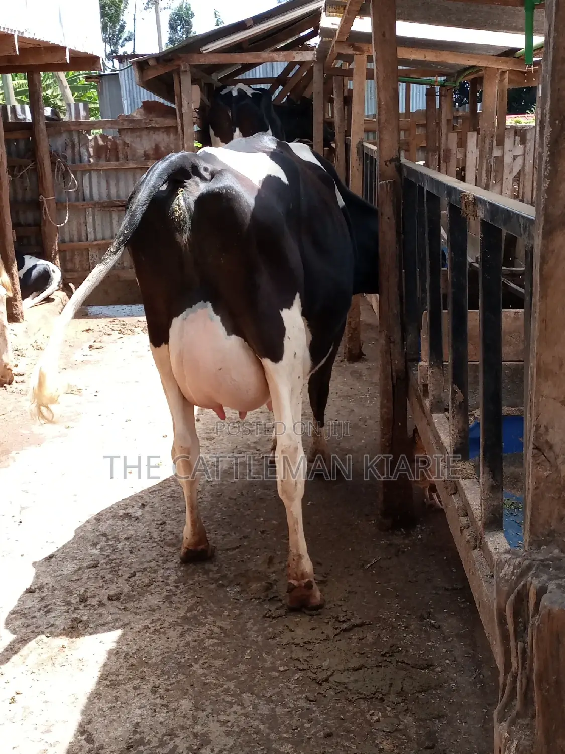 Pedigree Friesian Dairy Cow