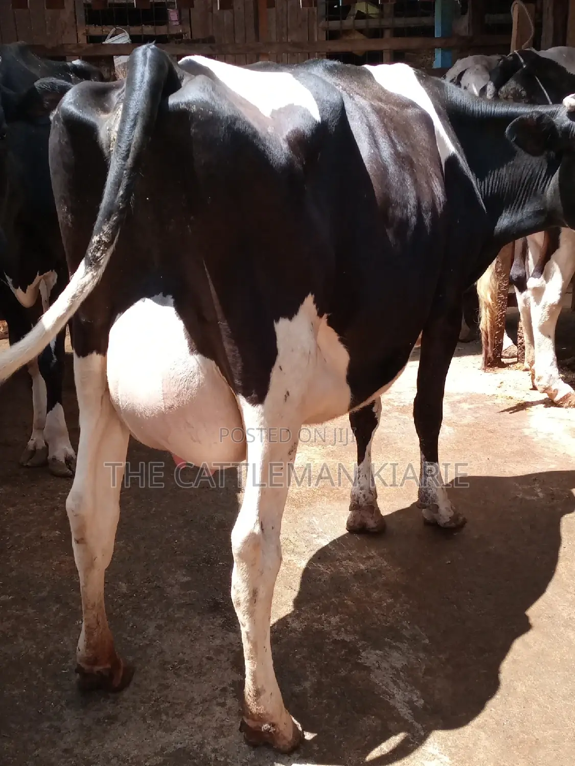 Pedigree Friesian Dairy Cow