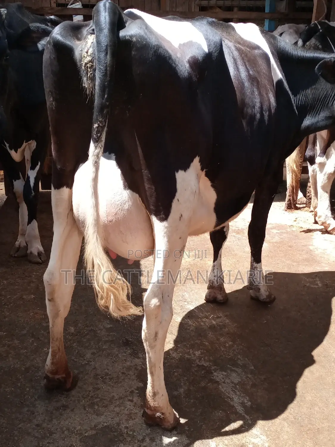 Pedigree Friesian Dairy Cow
