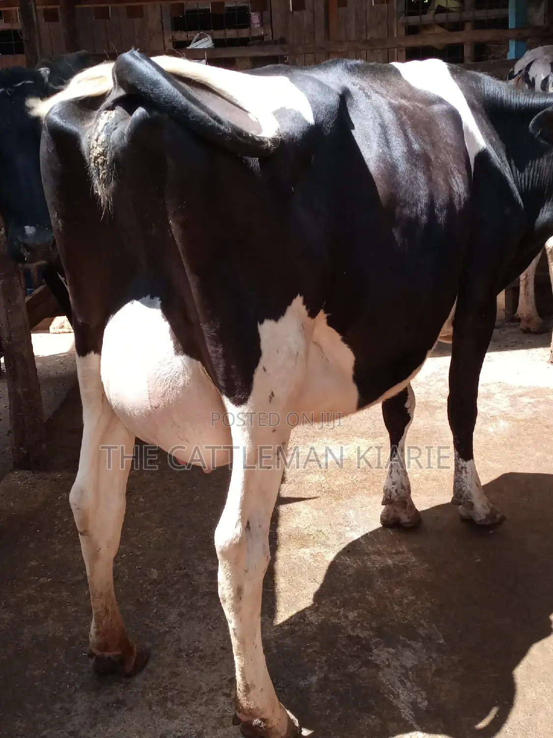 Pedigree Friesian Dairy Cow