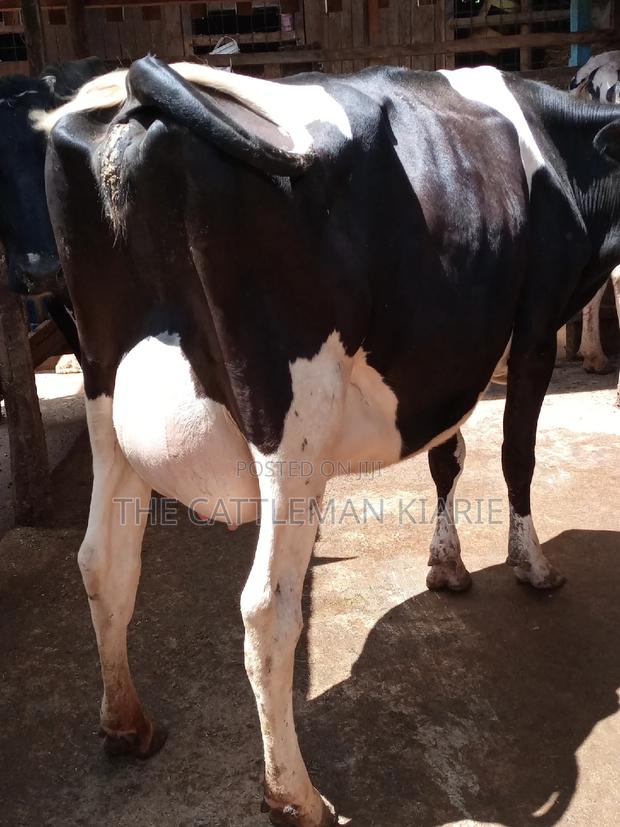 Pedigree Friesian Dairy Cow - thumbnail 17